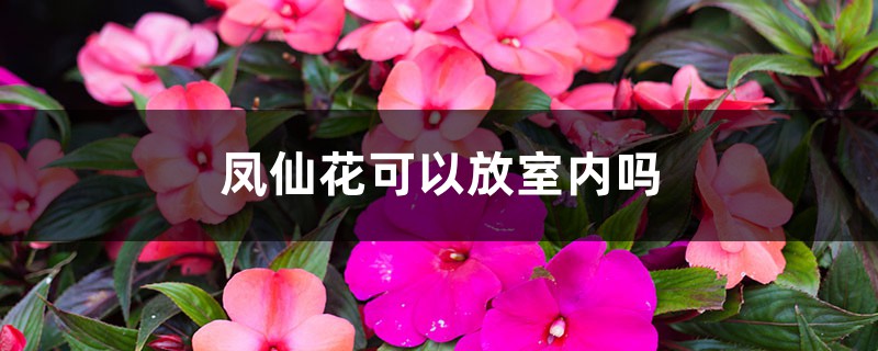 凤仙花可以放室内吗