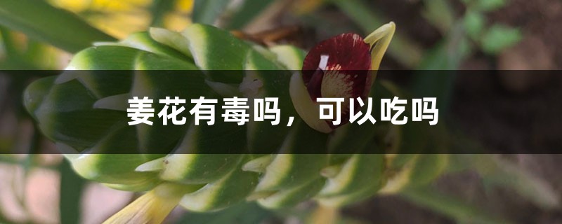 姜花有毒吗，可以吃吗