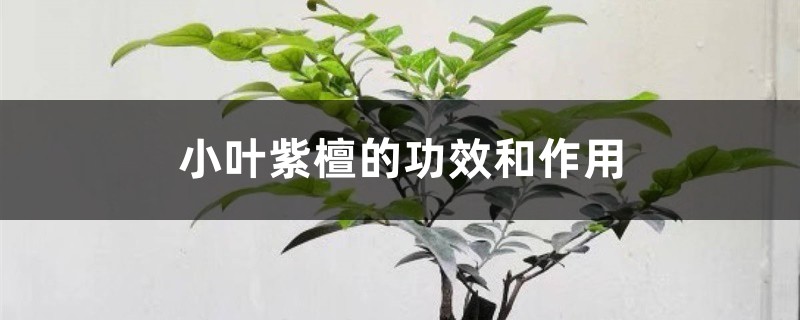 小叶紫檀的功效和作用