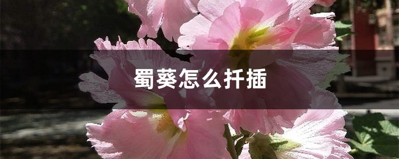 蜀葵怎么扦插