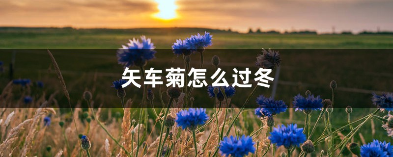 矢车菊怎么过冬