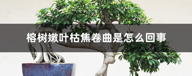 榕树嫩叶枯焦卷曲是怎么回事