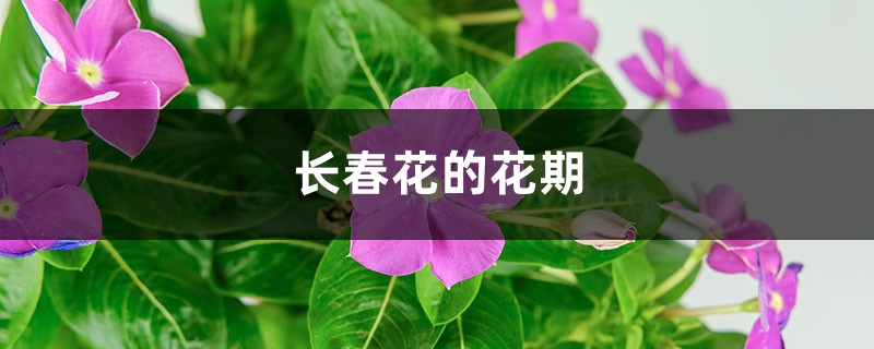 长春花的花期