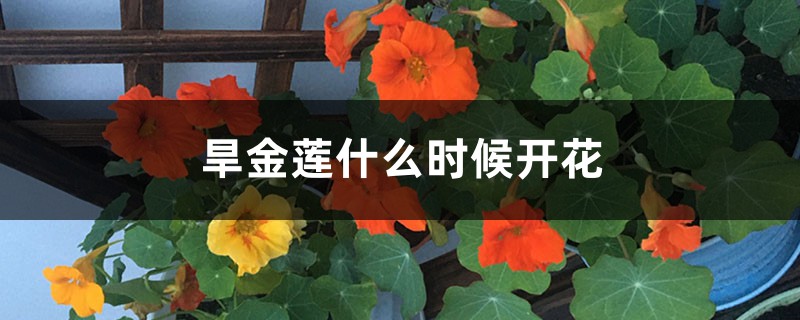 旱金莲什么时候开花