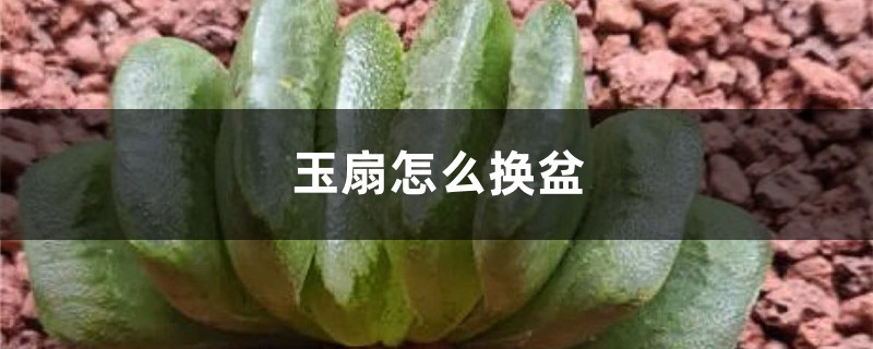 玉扇怎么换盆