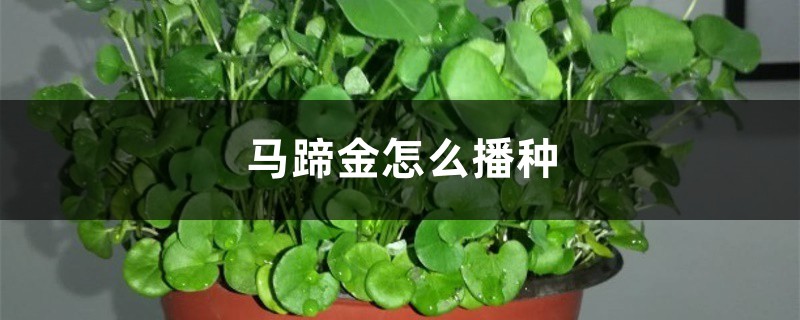 马蹄金怎么播种