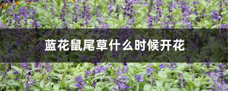 蓝花鼠尾草什么时候开花