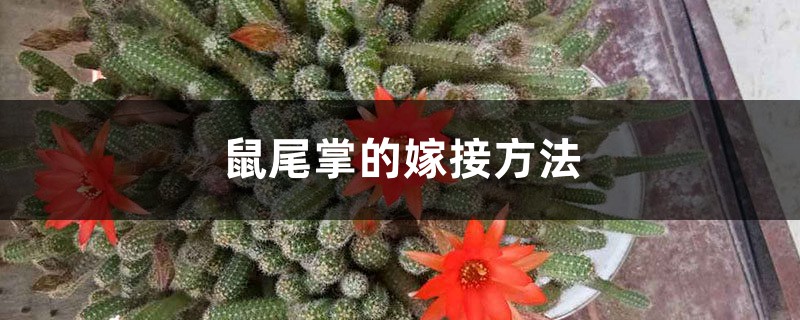 鼠尾掌的嫁接方法