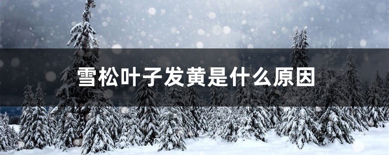 雪松叶子发黄是什么原因