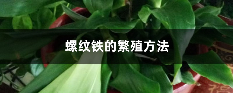 螺纹铁的繁殖方法