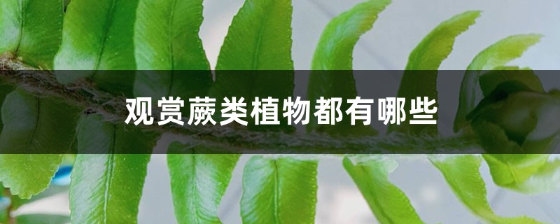 观赏蕨类植物都有哪些