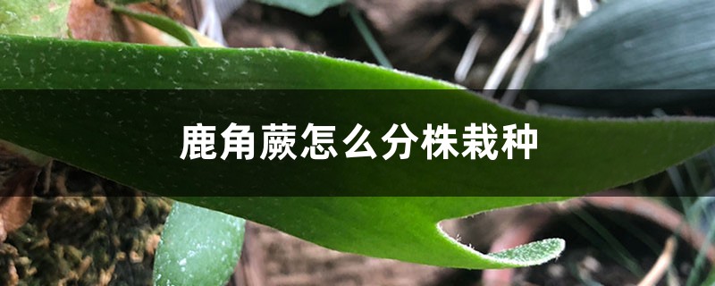 鹿角蕨怎么分株栽种