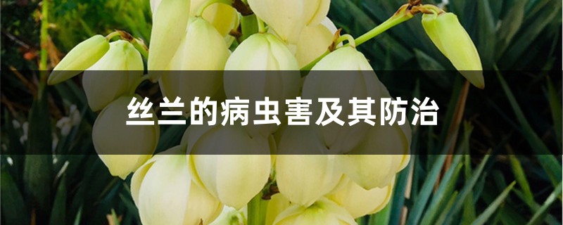 丝兰的病虫害及其防治