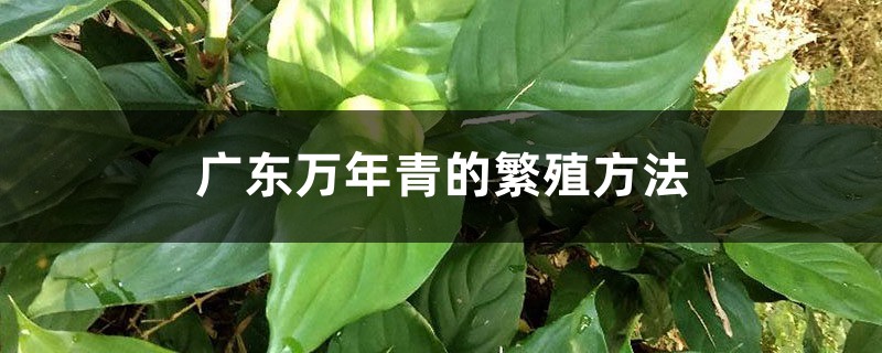 广东万年青的繁殖方法