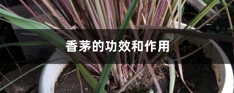 香茅的功效和作用