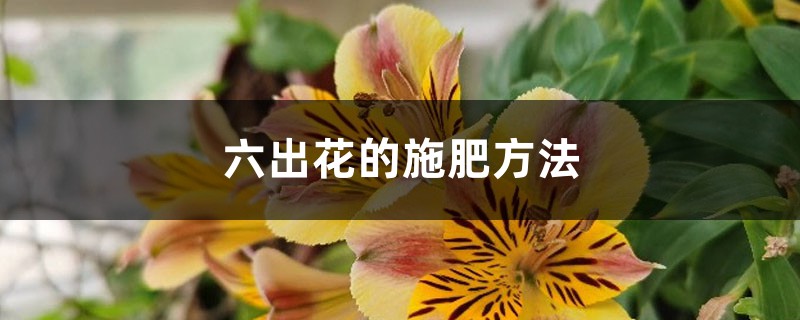 六出花的施肥方法