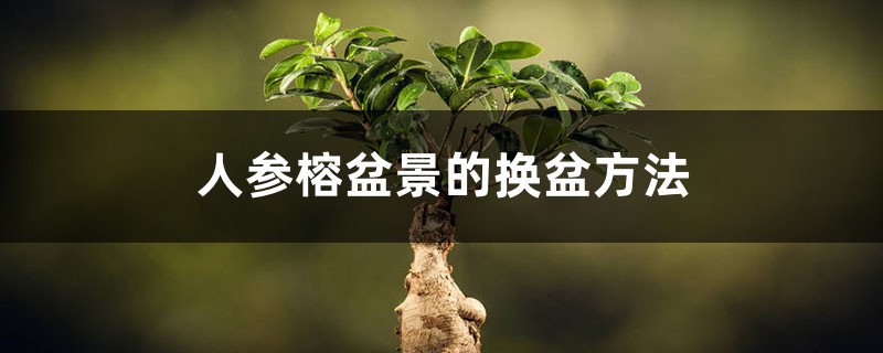 人参榕盆景的换盆方法