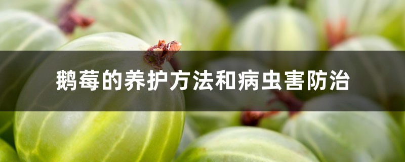 鹅莓的养护方法和病虫害防治