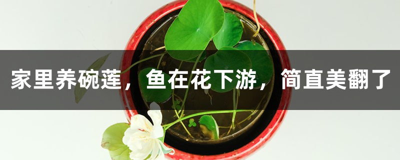 家里养碗莲，鱼在花下游，简直美翻了