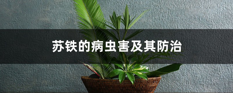 苏铁的病虫害及其防治