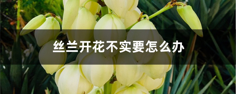 丝兰开花不实要怎么办