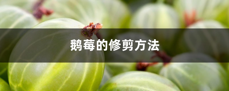 鹅莓的修剪方法