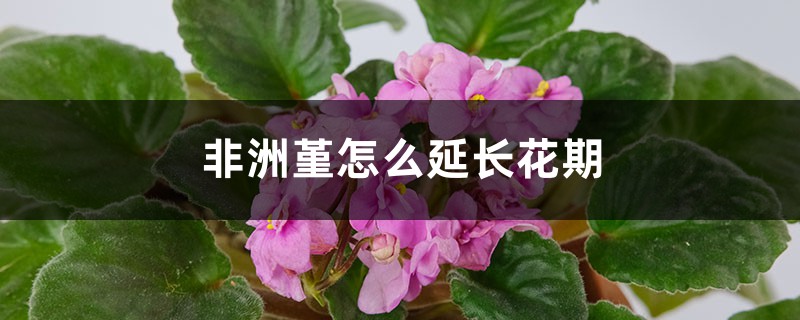 非洲堇怎么延长花期