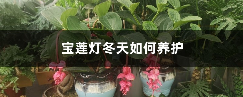 宝莲灯冬天如何养护