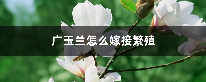 广玉兰怎么嫁接繁殖