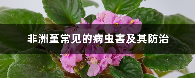 非洲堇常见的病虫害及其防治