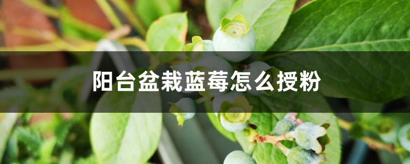 阳台盆栽蓝莓怎么授粉