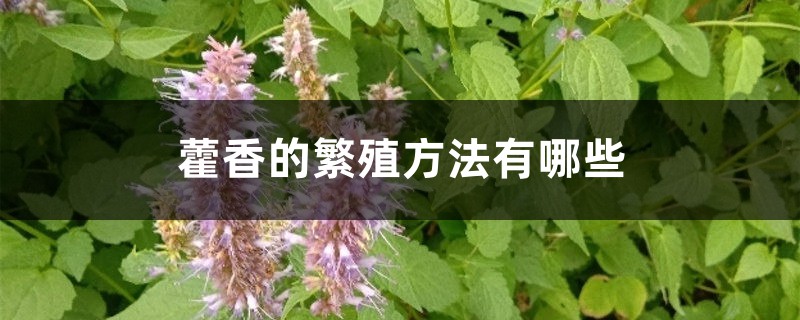 藿香的繁殖方法有哪些