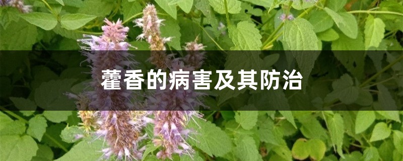 藿香的病害及其防治