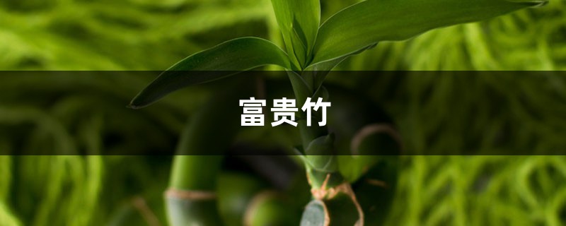 水培视频：刚买的富贵竹瓶中加点料，生根快不黄叶！