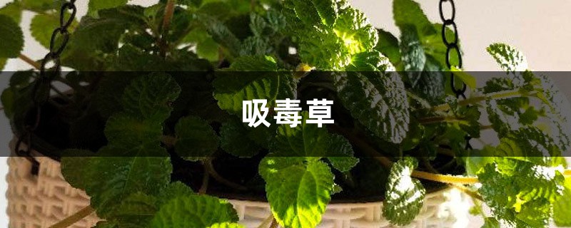 吸毒草视频：垃圾桶捡来的花，处理后放家里还能净化空气