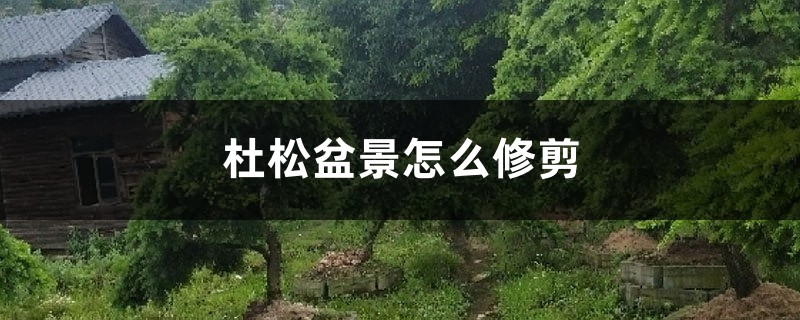 杜松盆景怎么修剪