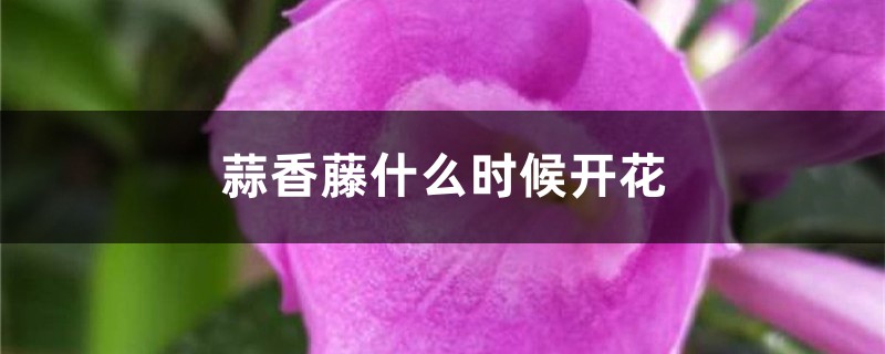 蒜香藤什么时候开花