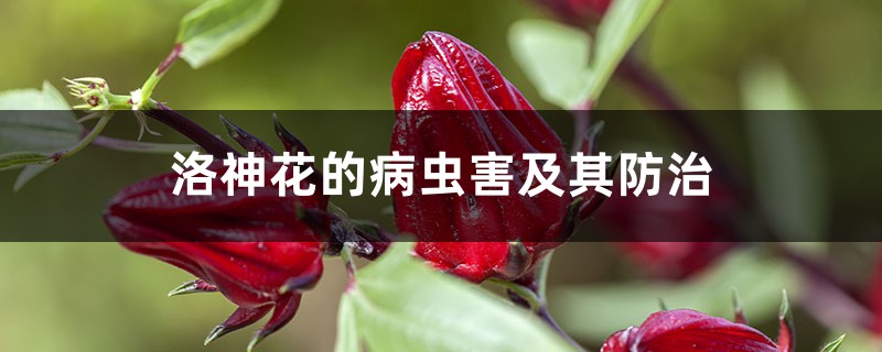 洛神花的病虫害及其防治