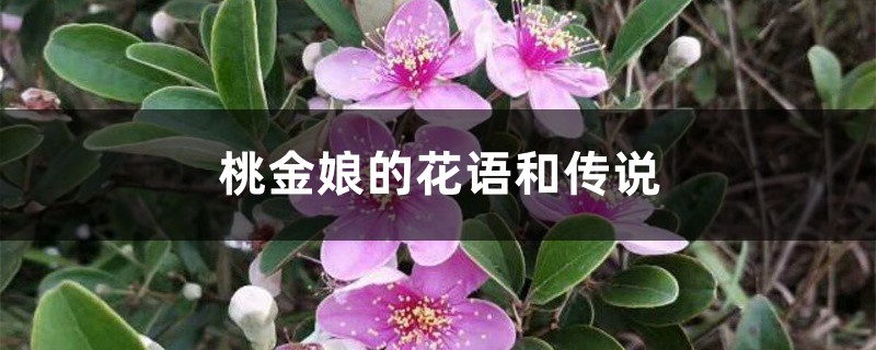 桃金娘的花语和传说