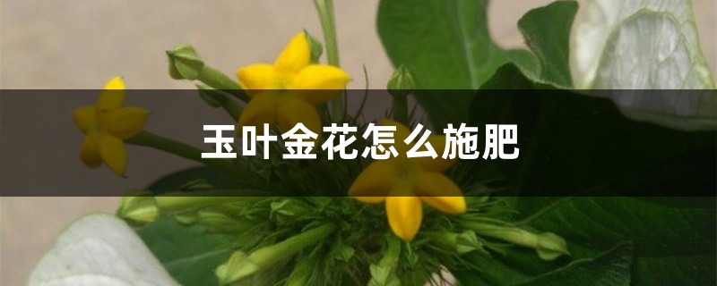 玉叶金花怎么施肥