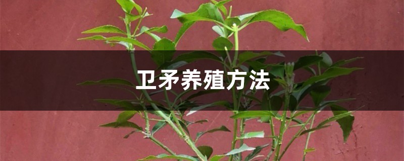 卫矛养殖方法