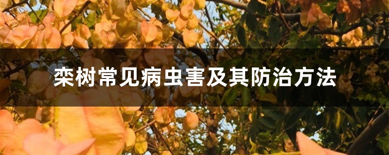 栾树常见病虫害及其防治方法