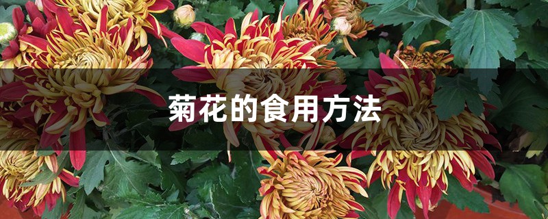 菊花的食用方法