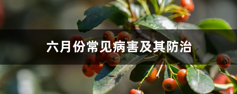 六月份常见病害及其防治