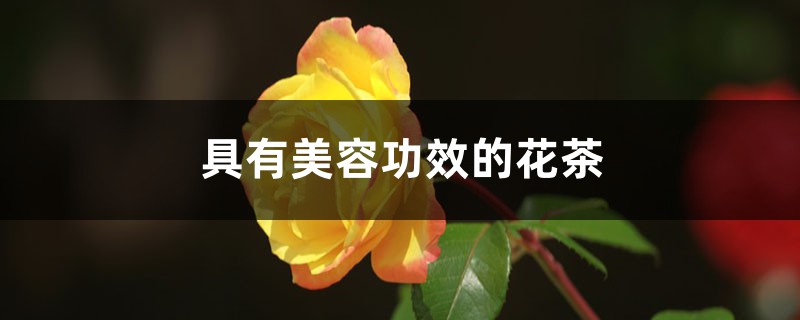 具有美容功效的花茶