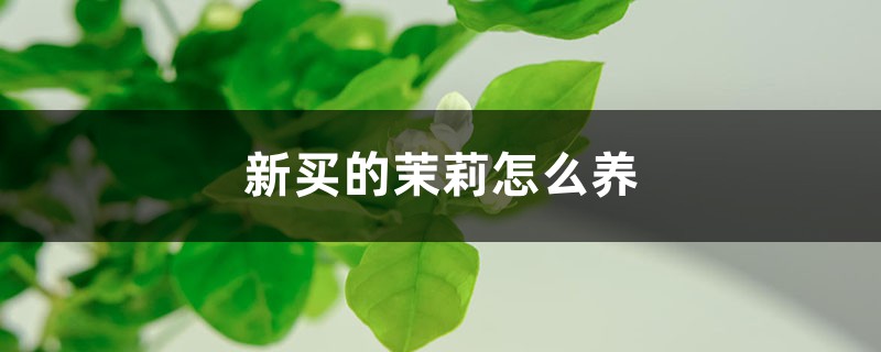 新买的茉莉怎么养