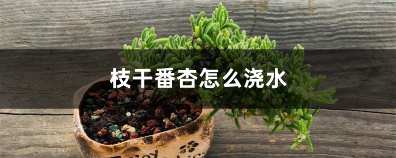 枝干番杏怎么浇水