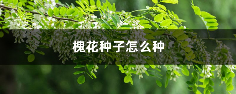 槐花种子怎么种