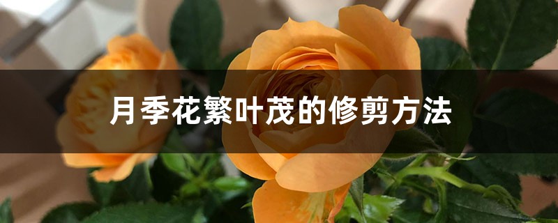 月季花繁叶茂的修剪方法