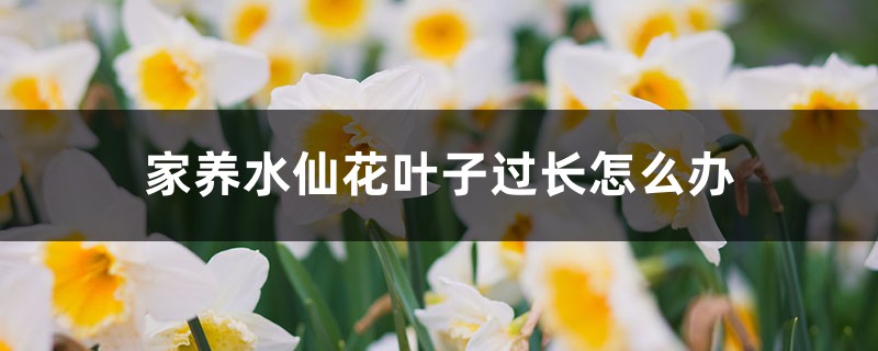 家养水仙花叶子过长怎么办